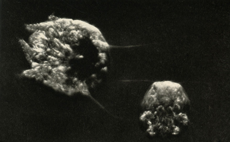   (Demodex folliculorum)