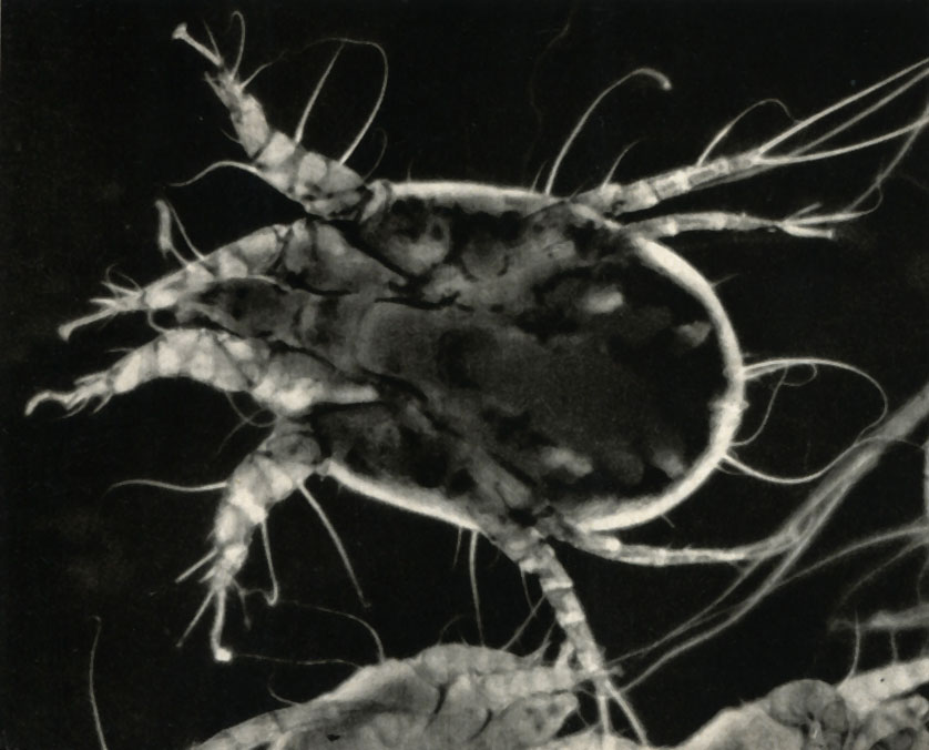    (Psoroptes cuniculi)
