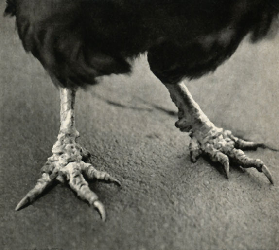   (Knemidocoptes gallinae = . mutans)