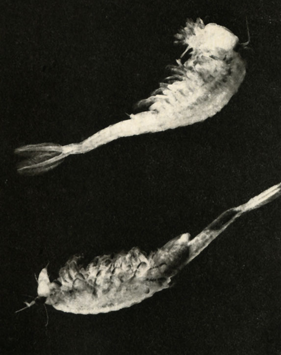  (Chirocephallus - Syphonophanas grubei),   