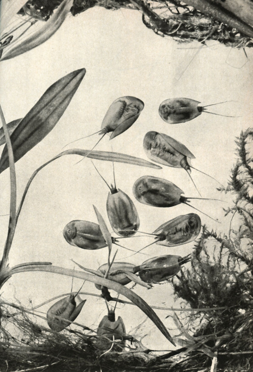   (Lepidurus apus = L. productus)