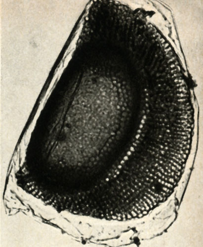          Alonopsis ambigua