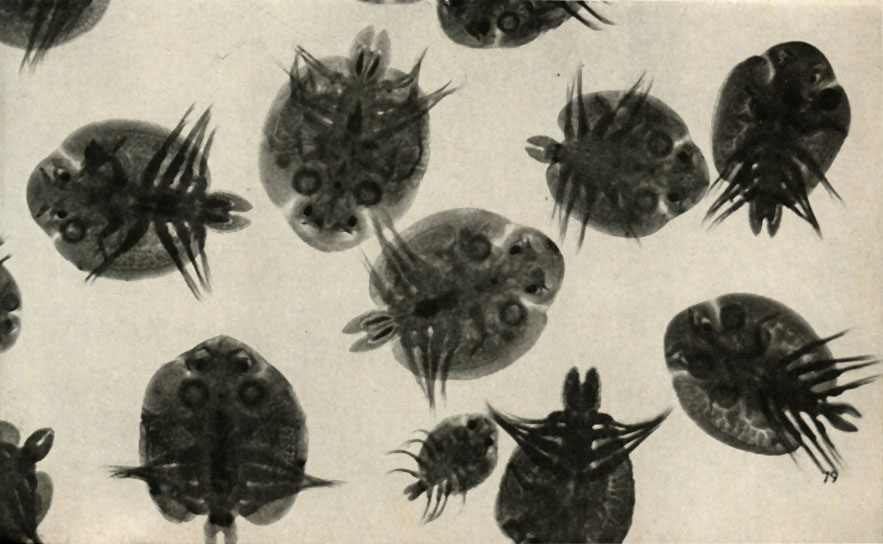  (Argulus foliaceus)