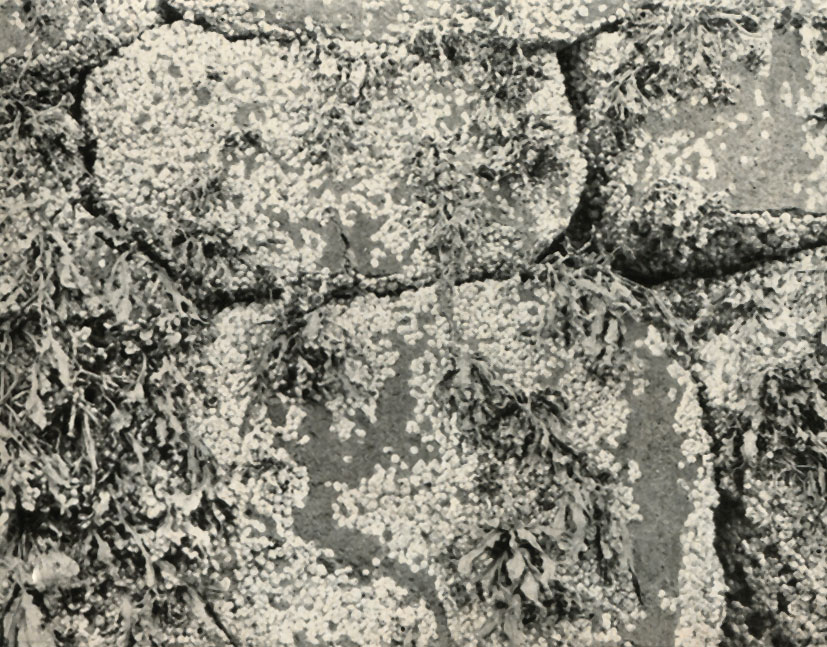   (lanus balanoides)