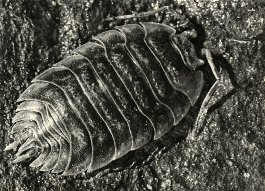  Oniscus asellus