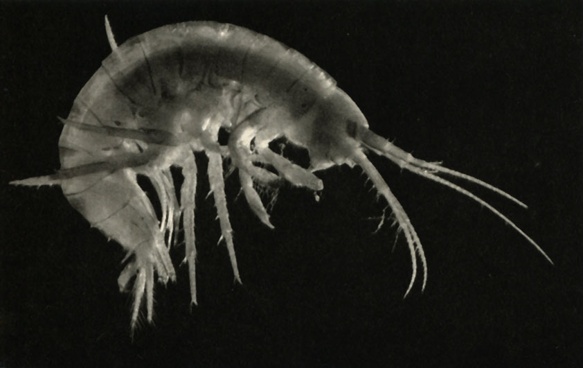  Gammarus Rivulogammarus pulex fossarum