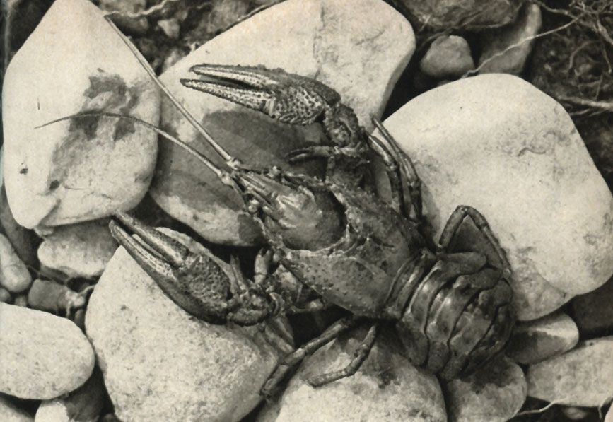    (Astacus astacus = A. fluviatilis)