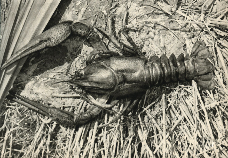    (Astacus leptodactylus)