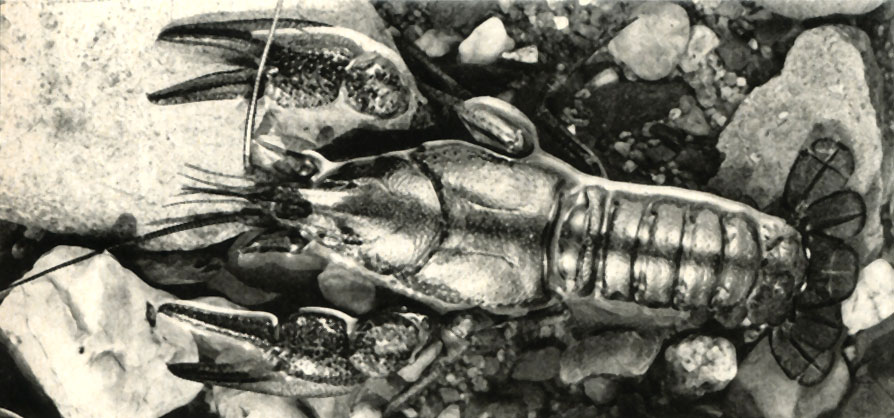  (Astacus torreniium),  