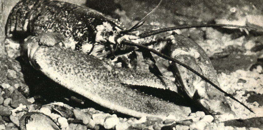  (Homarus gmmarus)