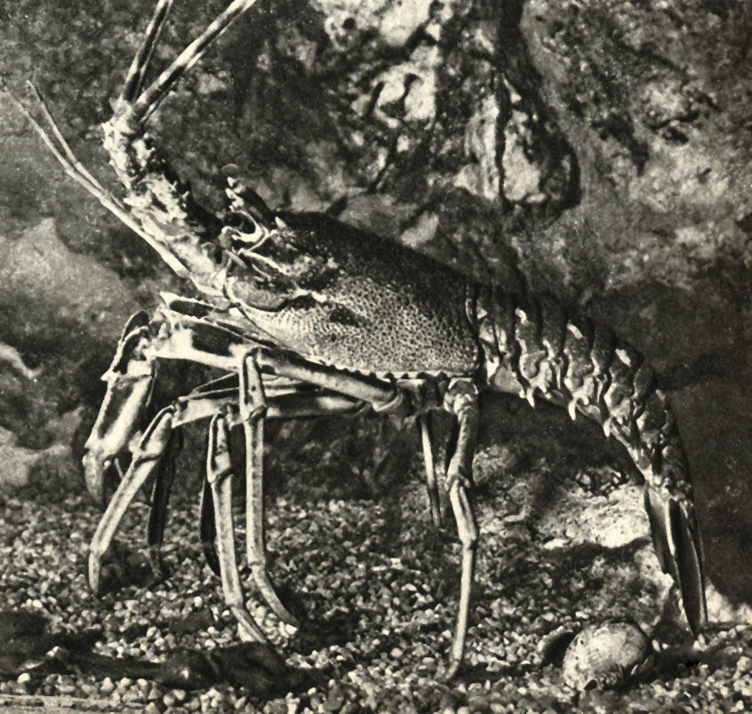   (Palinurus vulgaris)