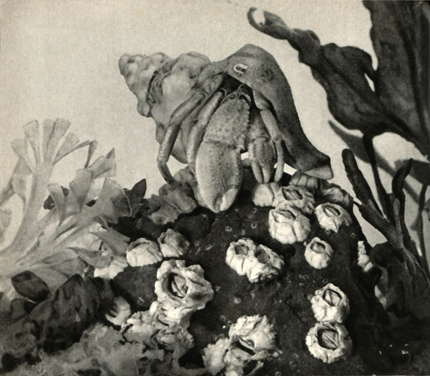 - (Eupagurus bernhardus)