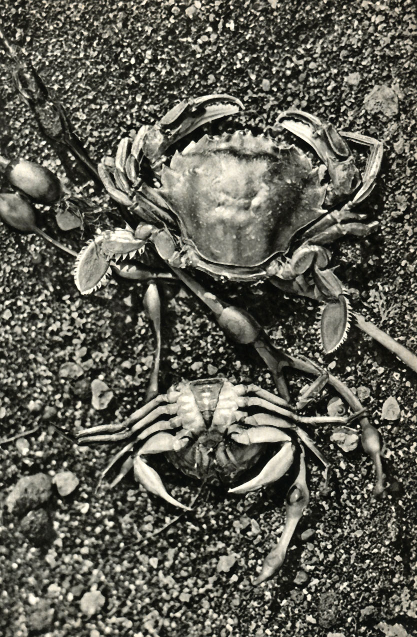  Portunus holsatus