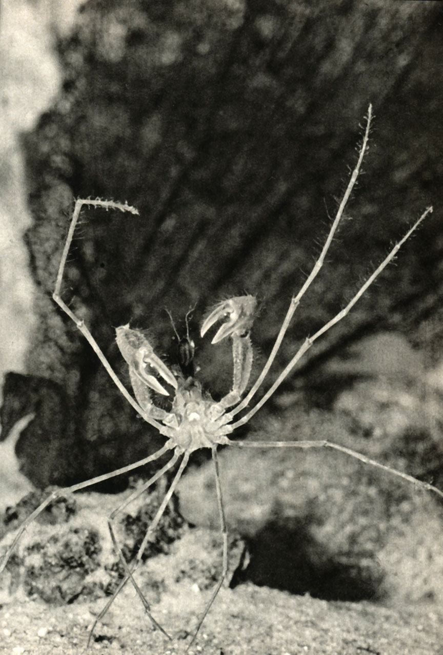    Inachus scorpio