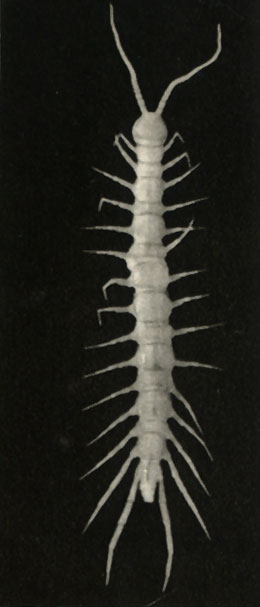  (Lithobius mutabilis)