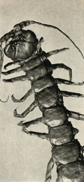       -   (Scolopendra gigantea),