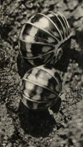     (Gomeris guttata)
