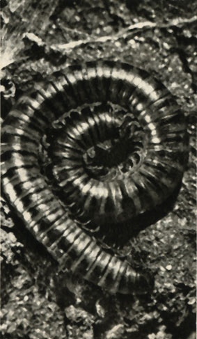   (Gomeris guttata)