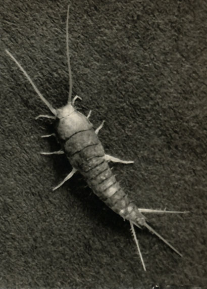   (Lepisma saccharina)