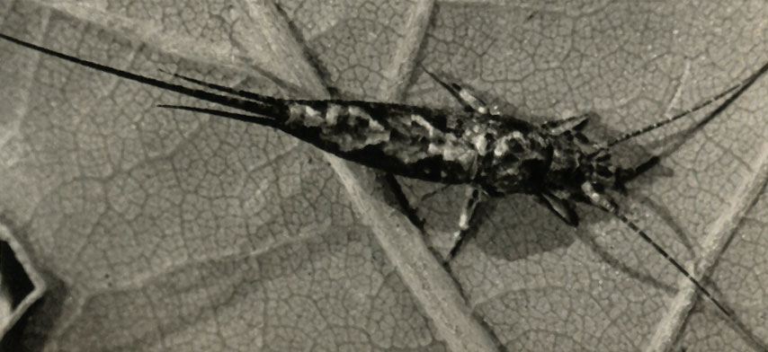  (Lepismachilis notata)