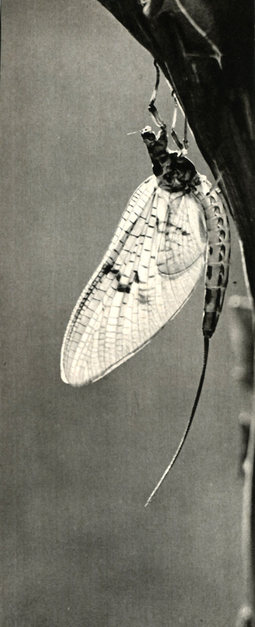  Ephemera danica