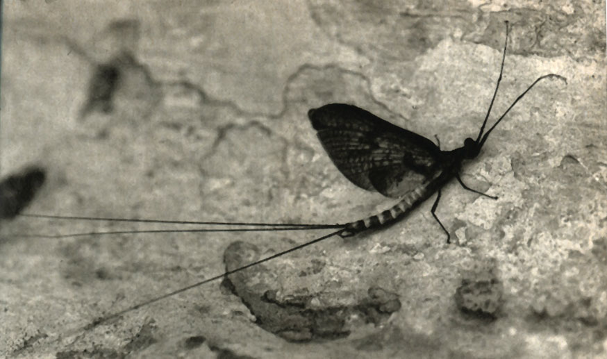  Ephemera danica, 