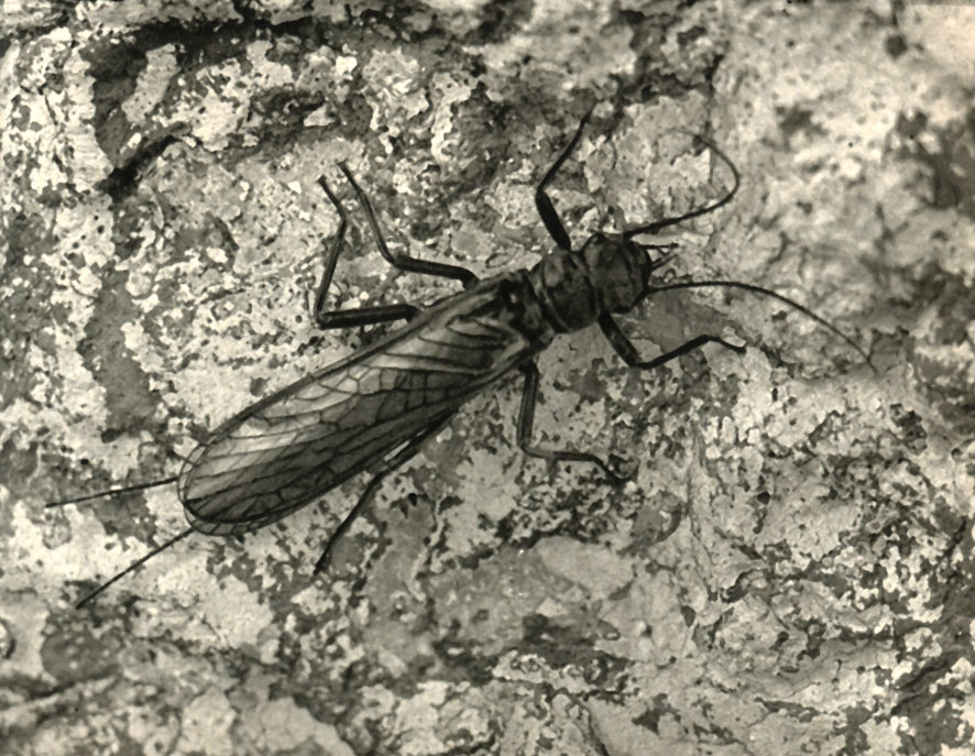   (Perla abdominalis)