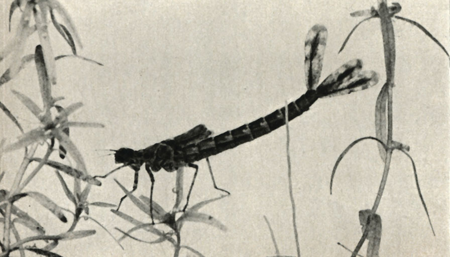 - (Lestes sponsa)
