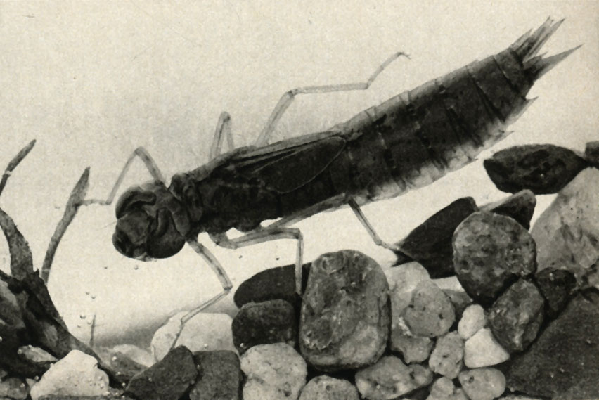     (Aeschna)