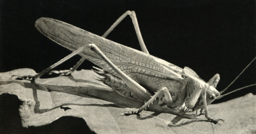   (Tettigonia viridissima)
