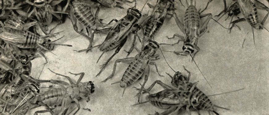   (Grylitis domesticus)