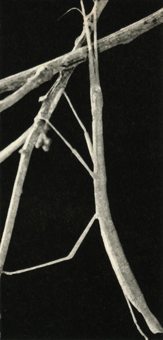   (Carausius morosus)