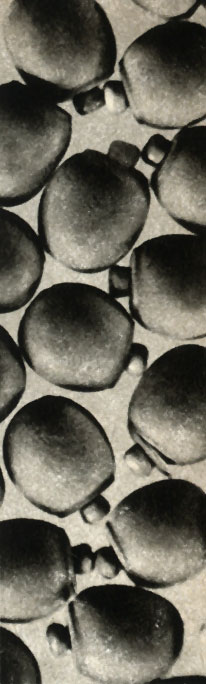    (Carausius morosus)  10- 