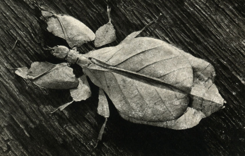    (Phyllium crucifolium)