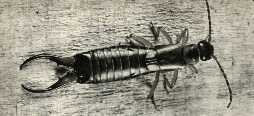  ,    (Forficula auricularia)