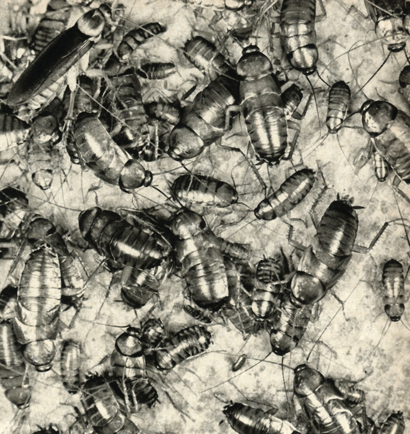    (Periplaneta americana)