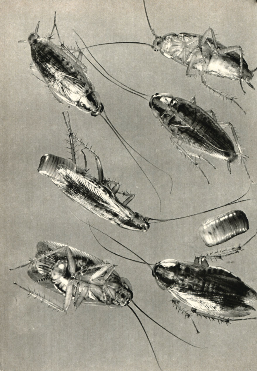  (Blatella germanica)