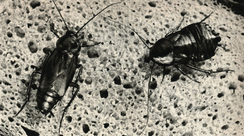    (Blatta orientalis)