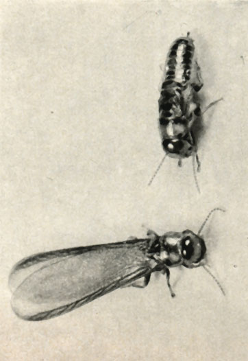   (Calotermes flavicollis)
