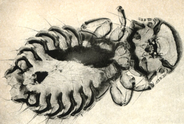   (Goniodes colchicus)