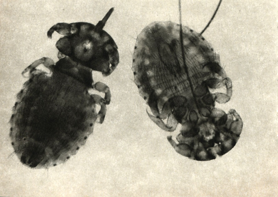     (Trichodectes latus-T. canis)