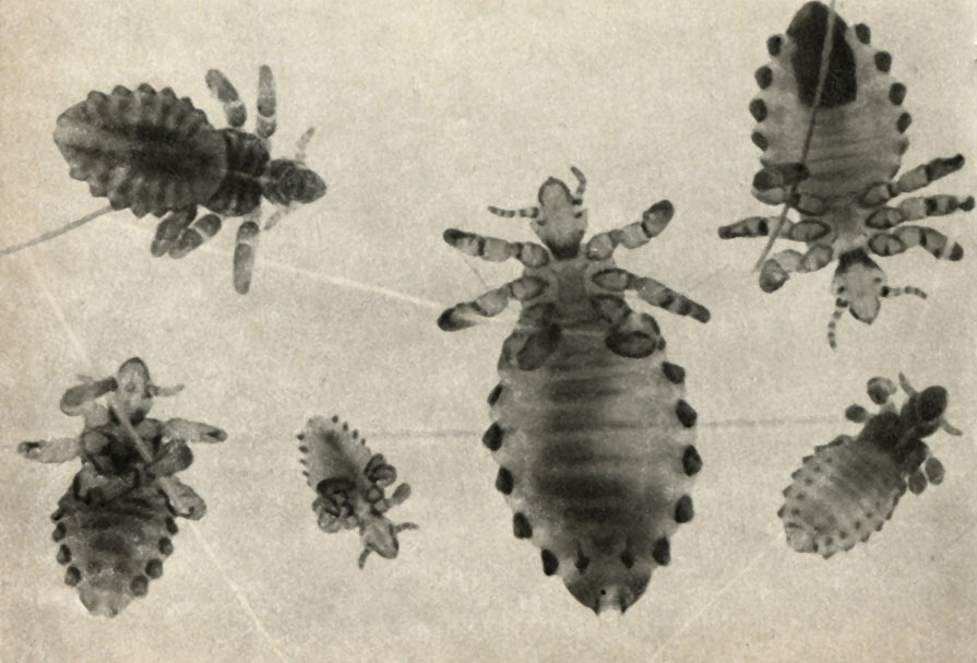   (Haematopinus eurysternus)