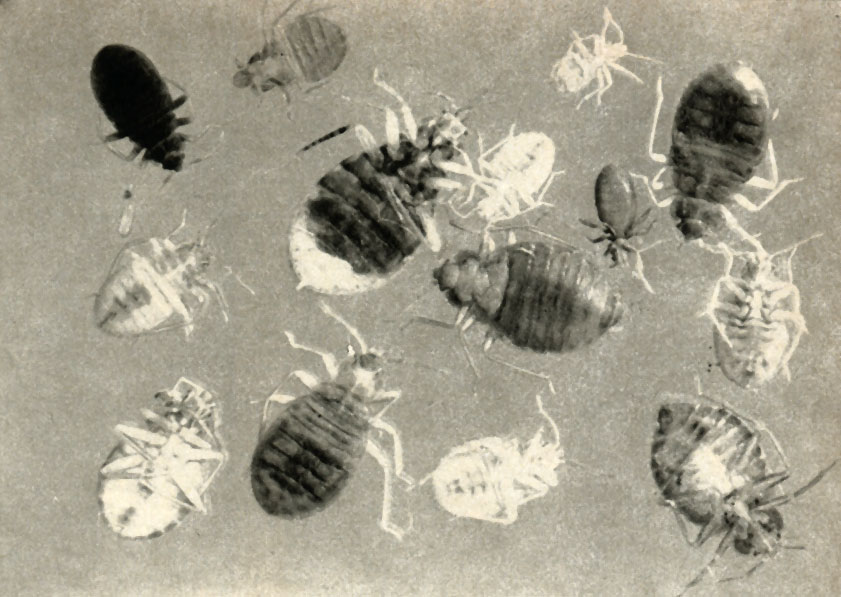   (Cimex lectularius)
