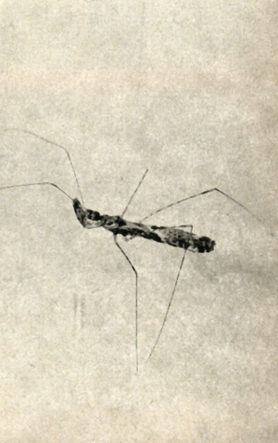   (Ploiariola vagabunda)