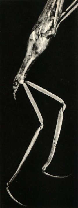   (Ranatra linearis)