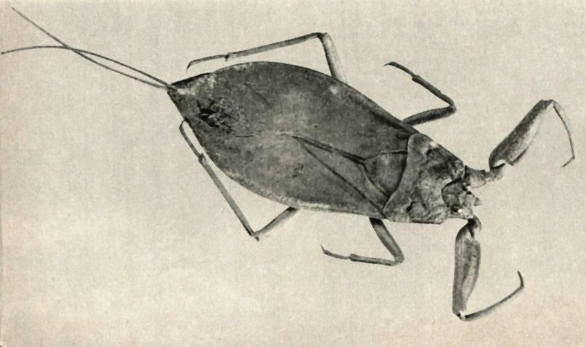   (Nepa cinerea)