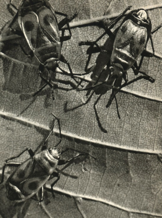  (Pyrrhocoris apterus)