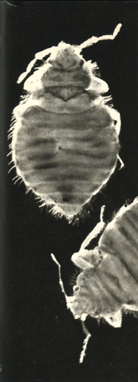  (Oeciacus hirundinis)