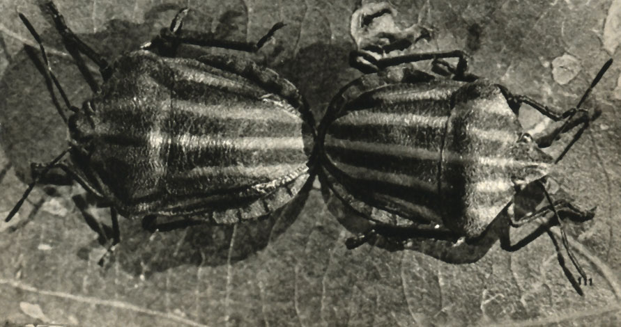     (Graphosoma italicum)