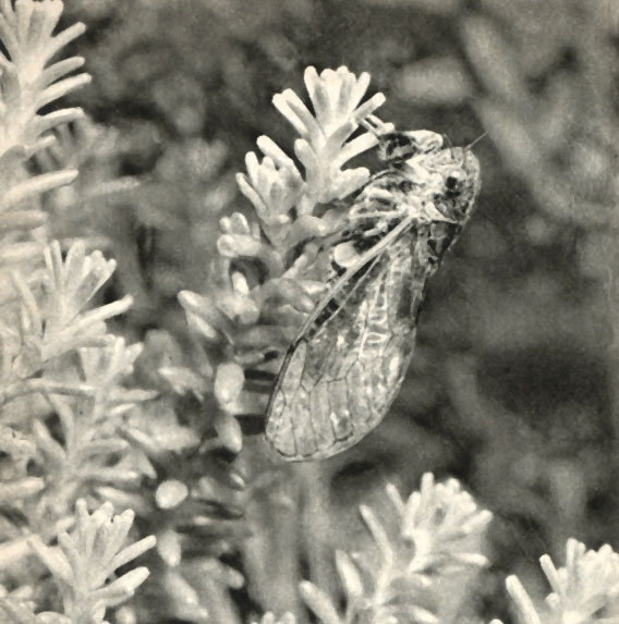   (Cicadetta tibialis)